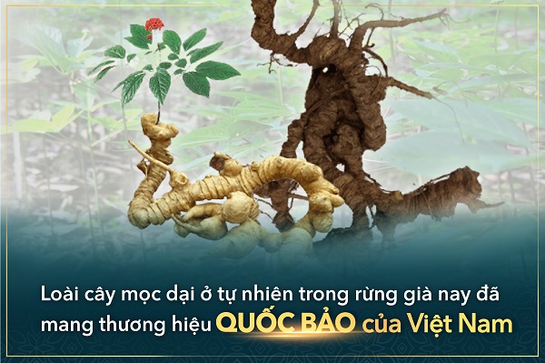Sâm Ngọc Linh - Quốc bảo của Việt Nam