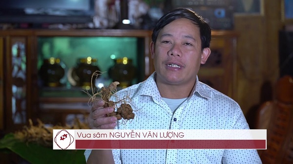 Vua sâm Nguyễn Văn Lượng