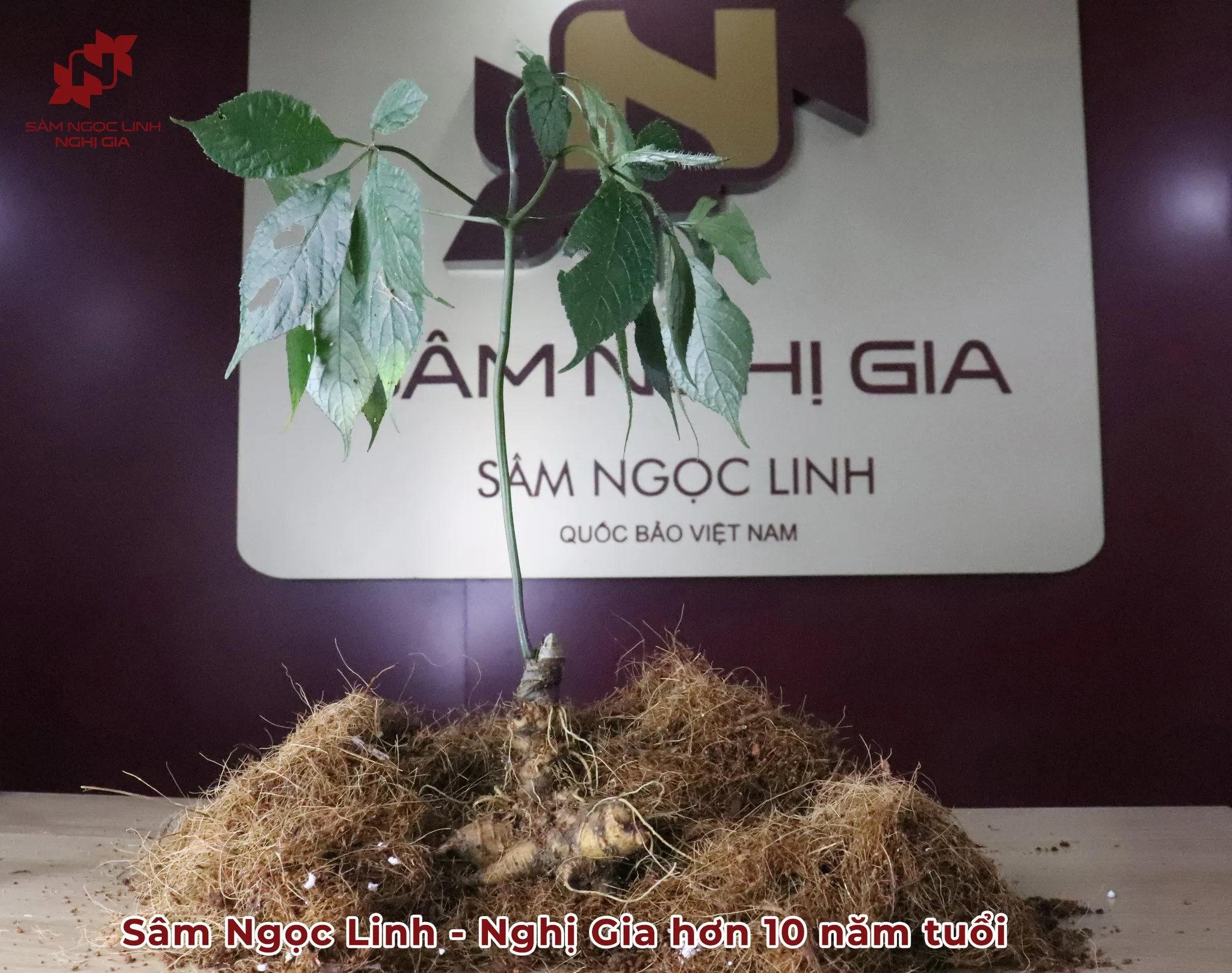 Hình Ảnh Thực Tế Vườn Rừng Sâm Ngọc Linh Nghị Gia Ảnh 5