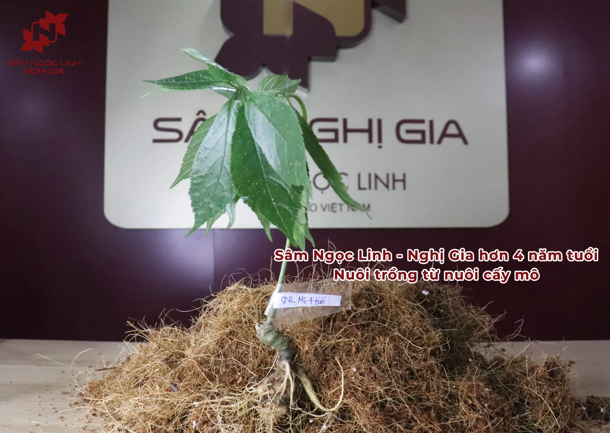 Hình Ảnh Thực Tế Vườn Rừng Sâm Ngọc Linh Nghị Gia Ảnh 6