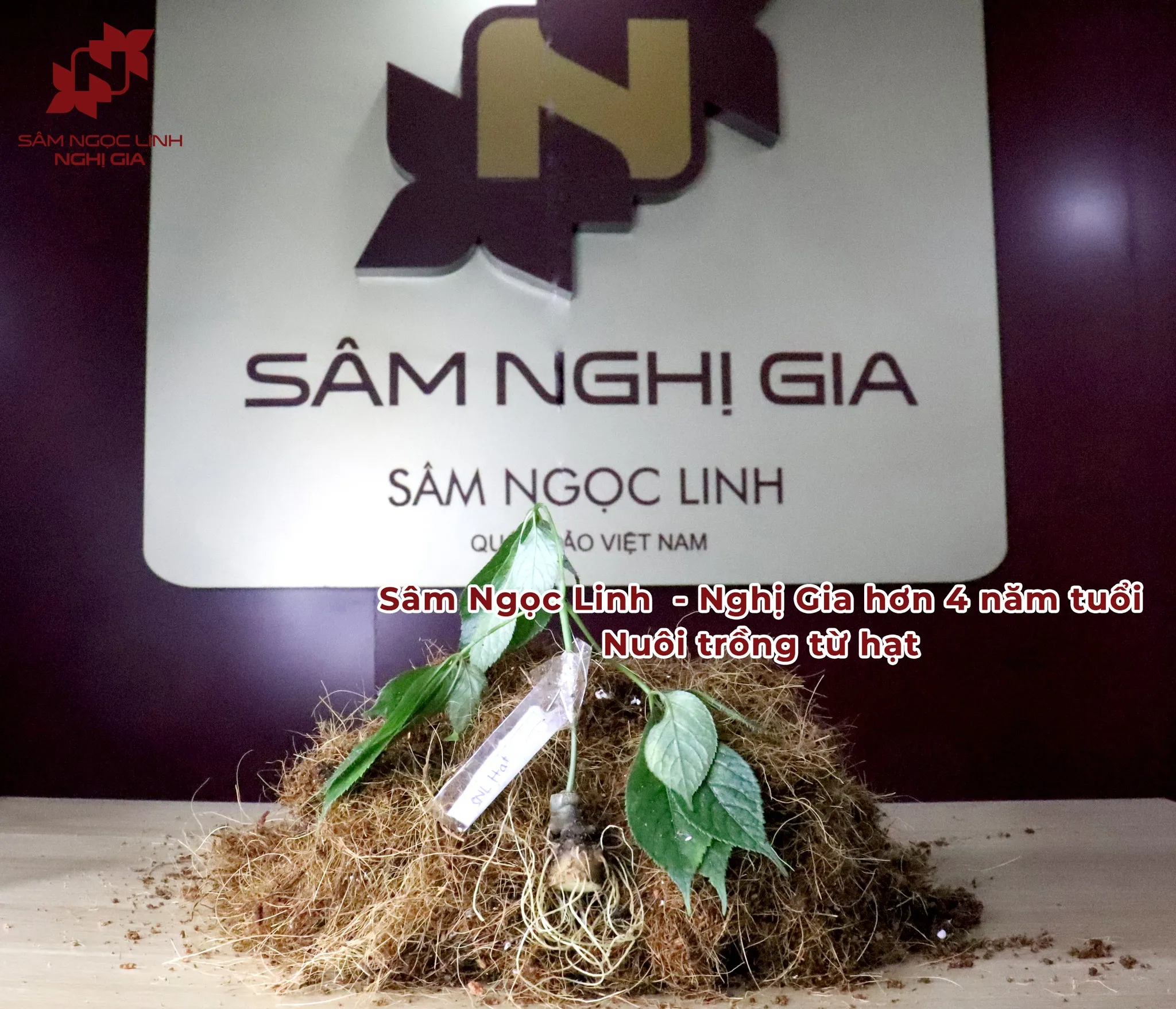 Hình Ảnh Thực Tế Vườn Rừng Sâm Ngọc Linh Nghị Gia Ảnh 7
