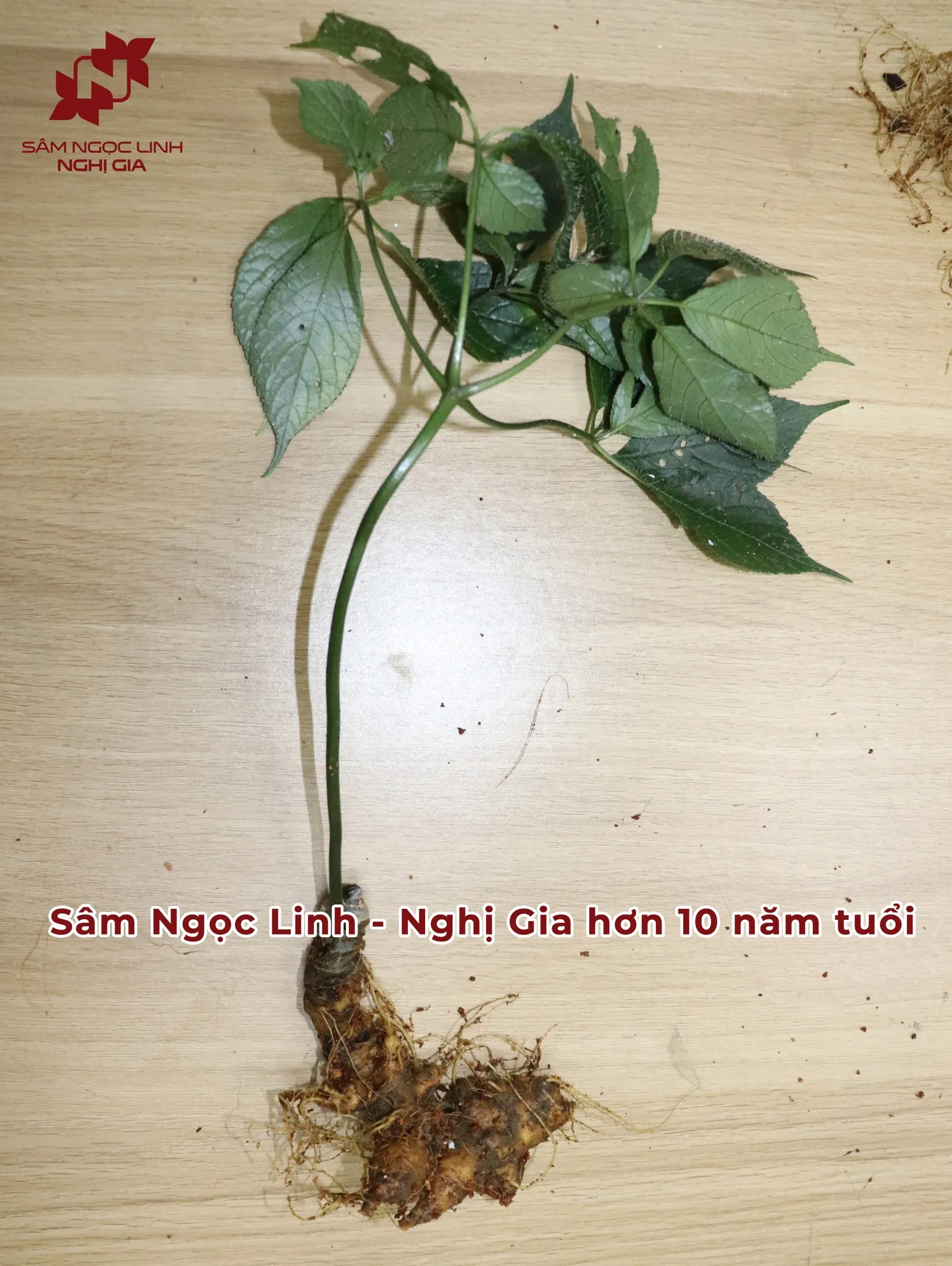 Hình Ảnh Thực Tế Vườn Rừng Sâm Ngọc Linh Nghị Gia Ảnh 8