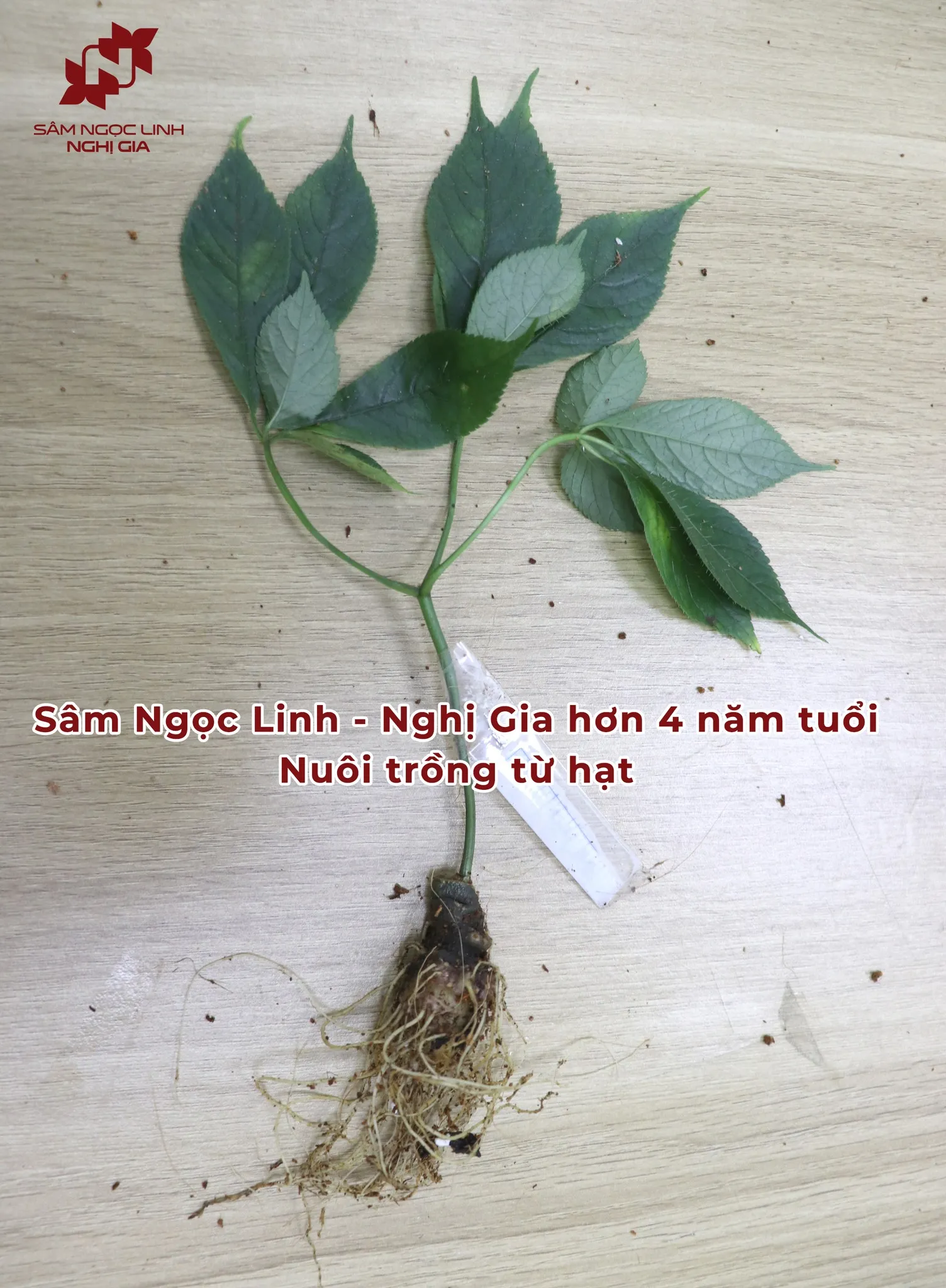 Hình Ảnh Thực Tế Vườn Rừng Sâm Ngọc Linh Nghị Gia Ảnh 9